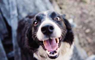 3 Tips for Bringing Your Dog to Work