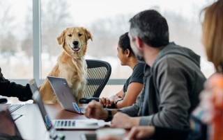 bringing pets to the workplace
